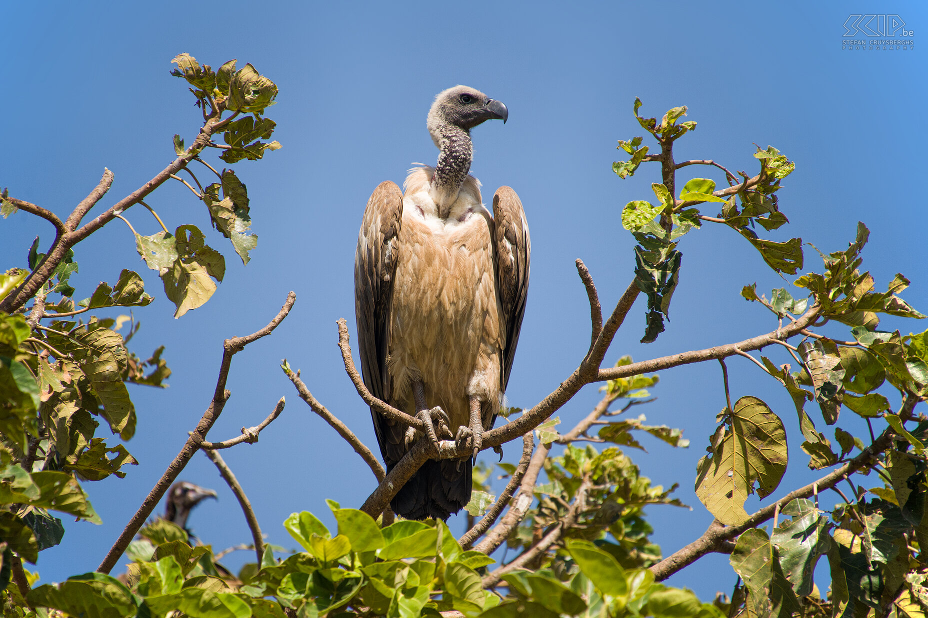 Bahir Dar - Rüppells gier Onderweg naar de Blue Nile Falls zagen we heel wat gieren waaronder deze Rüppells gier (Rüppell's Griffon Vulture, Gyps rueppellii).<br />
<br />
 Stefan Cruysberghs